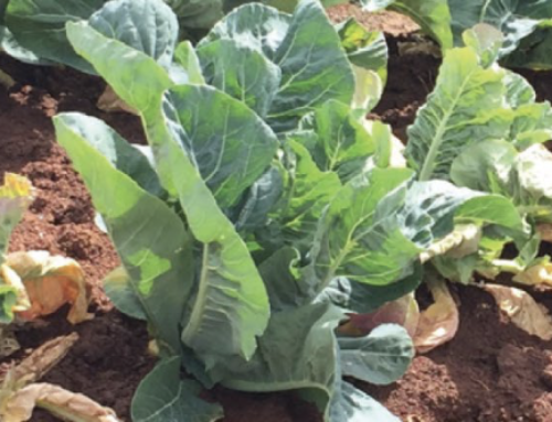 Clubroot management in brassica vegetables
